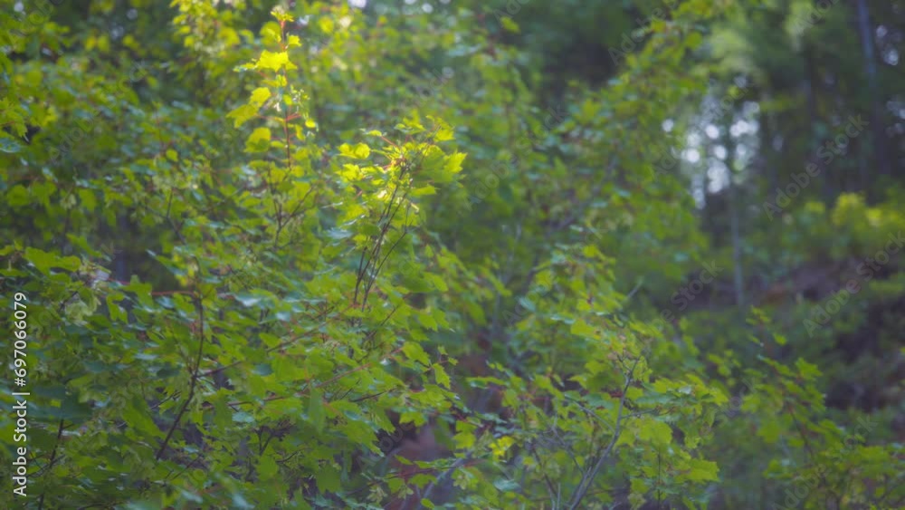 Sun shining on the green leaves of the tree swaying in the wind. Slow motion. Sun shining on the green leaves of the tree swaying in the wind. Slow motion.