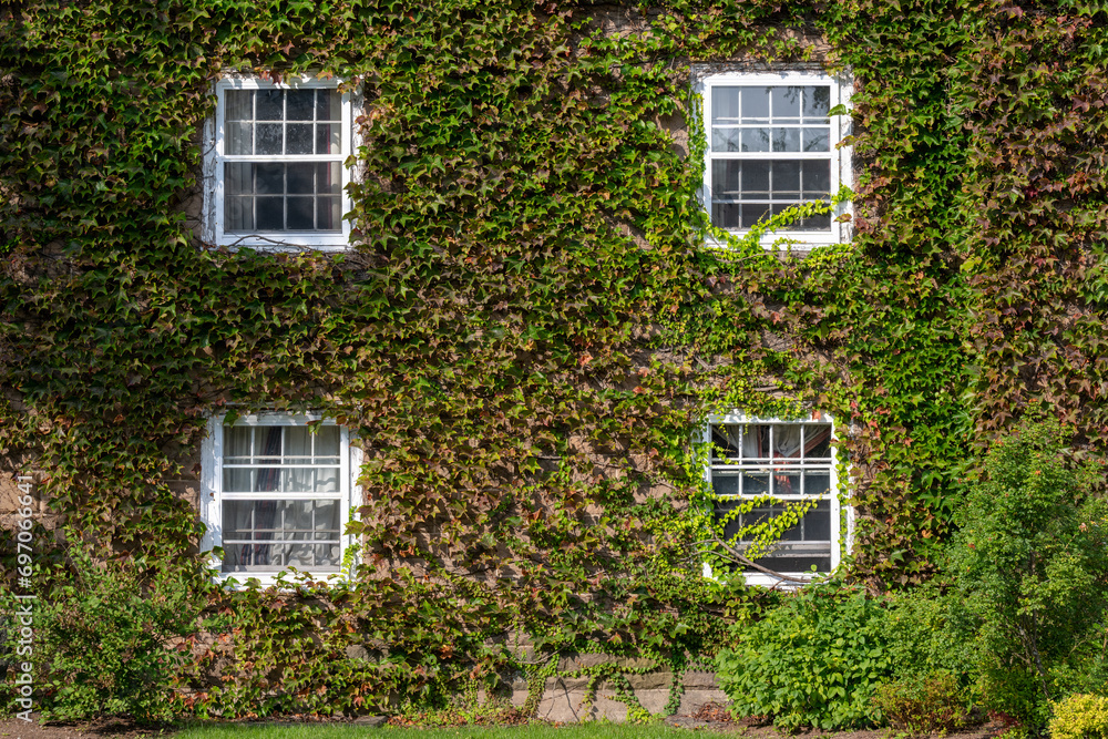 The exterior wall of an old red brick building with glass double hung windows. The trim around the windows is white wood. The wall is covered in green ivy with lush leaves. The wall is covered in ivy.