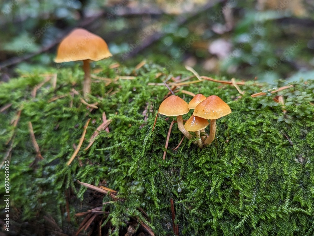 Mushroom Cluster on a Lichen-Covered Log Mushroom Cluster on a Lichen-Covered Log