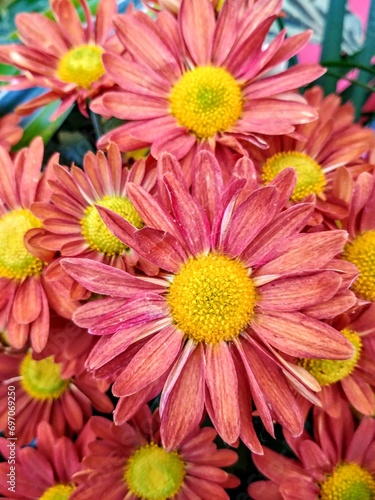 Autumn Colored Chrysanthemums