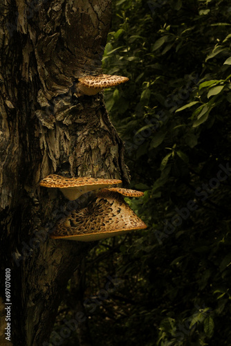 Ideal for a book about How to Identify and Gather Wild Mushrooms and Other Fungi. Polyporus squamosus is a basidiomycete bracket fungus, other names dryad's saddle and pheasant's back mushroom. Macro 