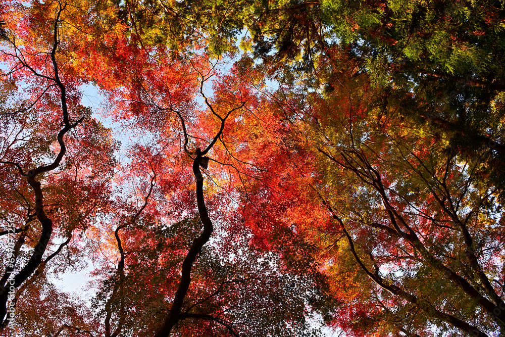 紅葉の美しい木々