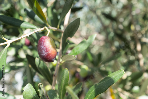 A single ripening olive grows on a branch of an olive tree for publication, design, poster, calendar, post, screensaver, wallpaper, cover, website. High quality photo