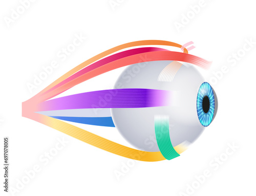 Extraocular muscles anatomy