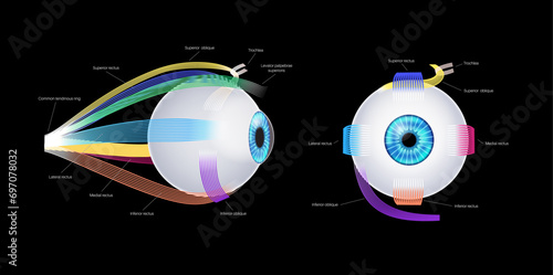 Extraocular muscles anatomy