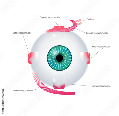 Extraocular muscles anatomy