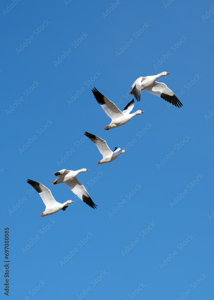 Snow geese flying against clear sky in Bosque del apache national refuge, Utah. Snow geese flying against clear sky in Bosque del apache national refuge, Utah.