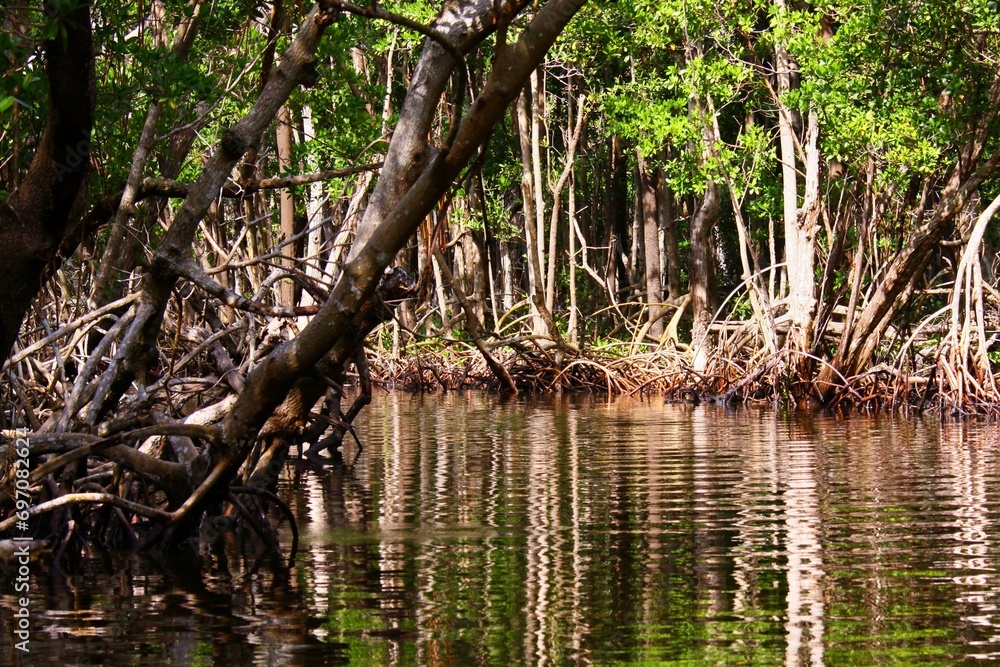 Mangrove swamp in the Florida Everglades Mangrove swamp in the Florida Everglades