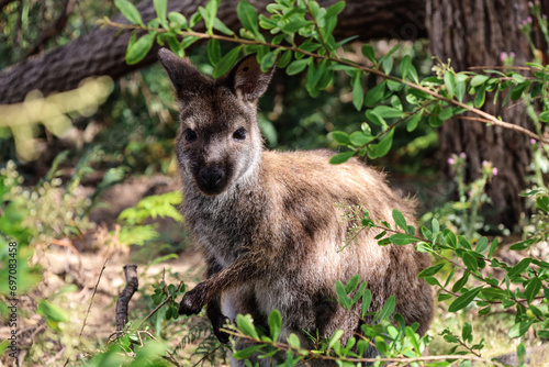 Very cute forester kangaroo eating some leaves and looking at the camera. Kangaroo living in the wild in Tasmania, Australia. Macropod family. Forest background. © Elsa