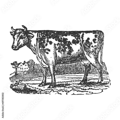 Cow Illustration Clip Art Design Shape. Cattle Silhouette Icon Vector.