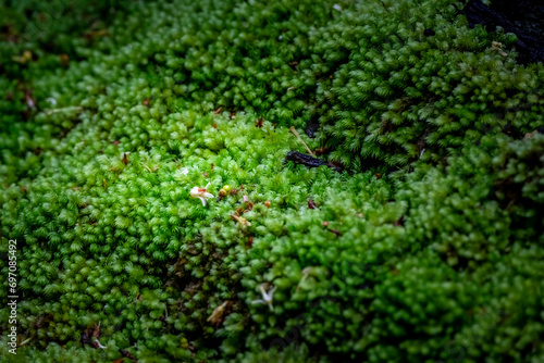Close up Moss on trees in the forest of Thailand. Nature life background.