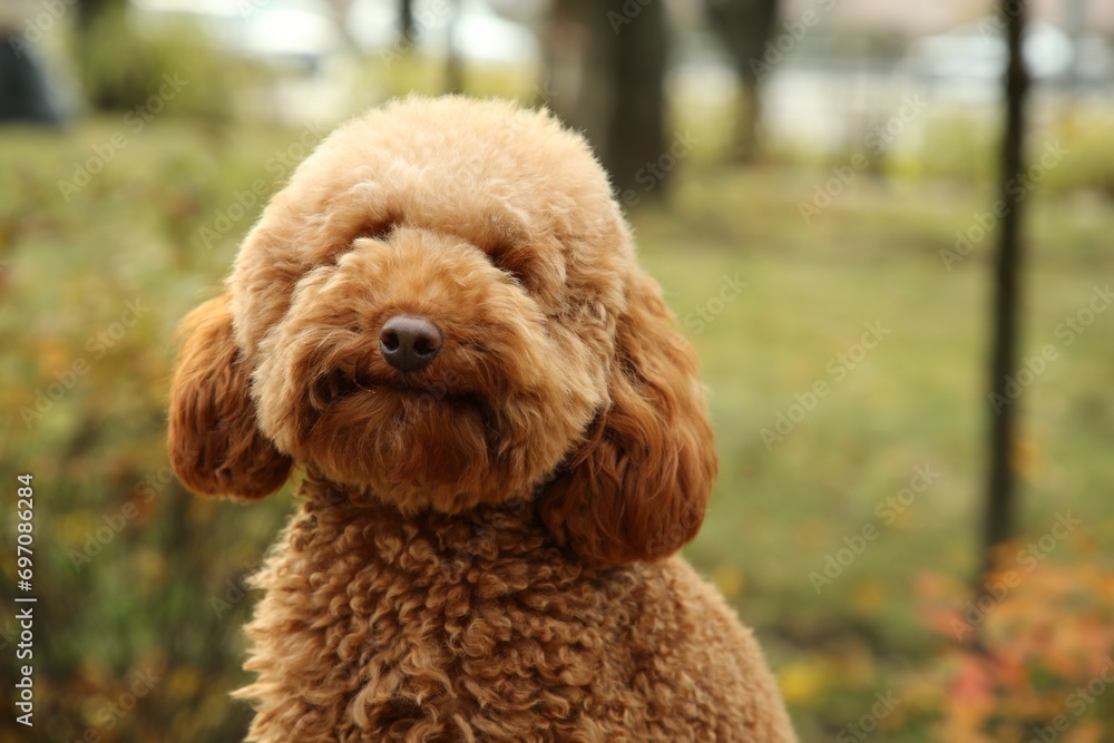 Cute dog in autumn park, closeup. Space for text
