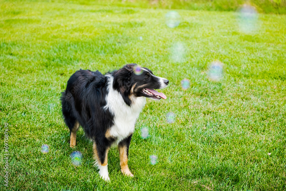 Happy joyful dog playing with bubbles in green grass