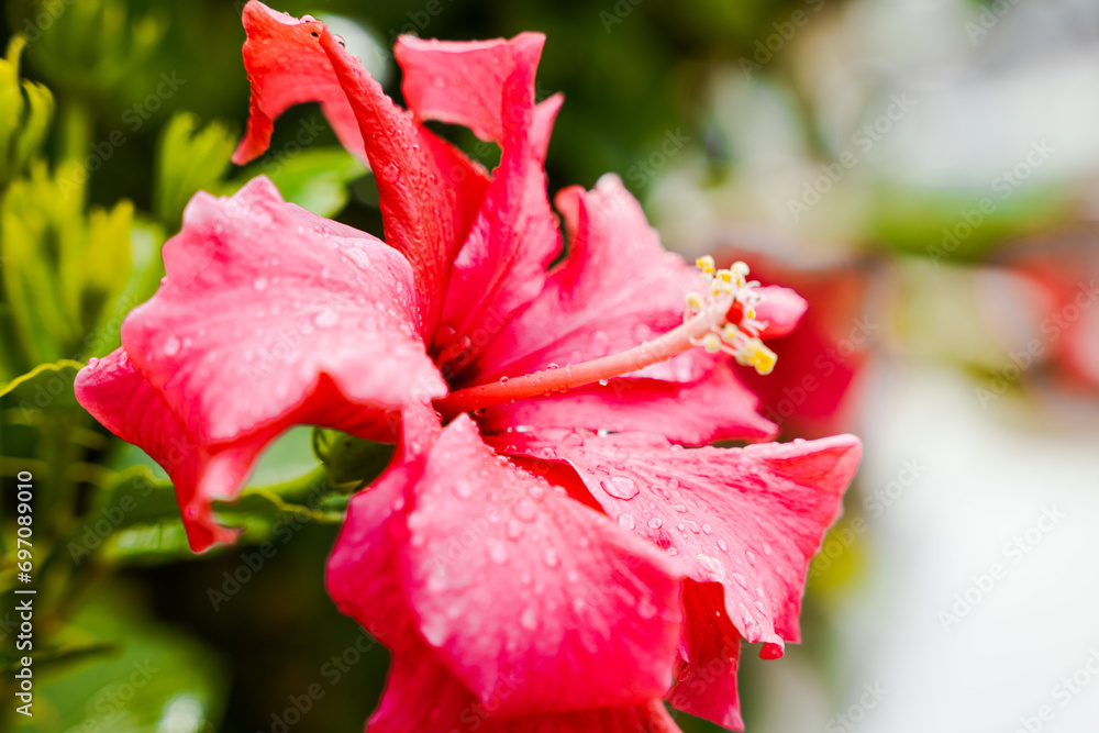 pink hibiscus plant growing in mexico on the coast pink hibiscus plant growing in mexico on the coast