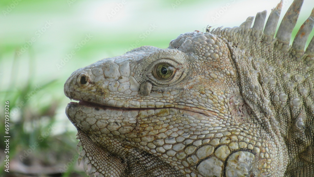 Obraz premium close up of iguana