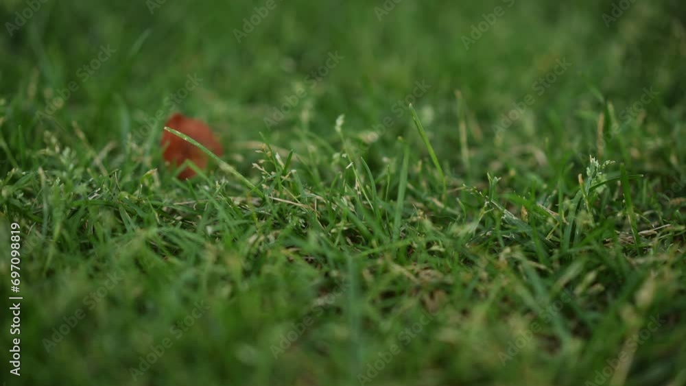 A woman's hand took away a plastic cover lying on the green grass in a city park. Garbage collection in city parks is one of the problems of a modern city. A woman's hand took away a plastic cover lying on the green grass in a city park. Garbage collection in city parks is one of the problems of a modern city.