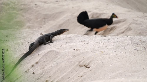 Monitor lizard looking at maleo bird digging for egg-laying, ecosystem dynamics photo