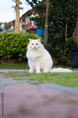 White cat sitting