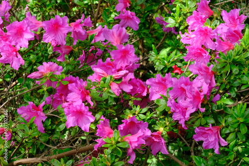 Wallpaper Mural Berlin Germany - Gardens of the World - Azalea - Rhododendron Family Torontodigital.ca