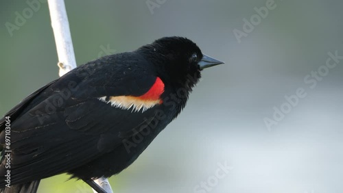 Red Winged Blackbird 01