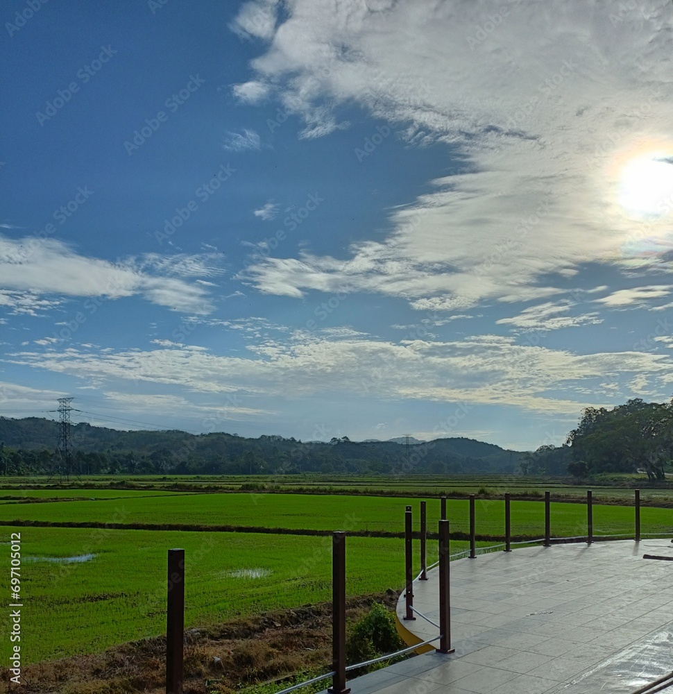 Paddy Field, Nature, Landscape Paddy Field, Nature, Landscape