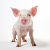 Cute pig on a white background