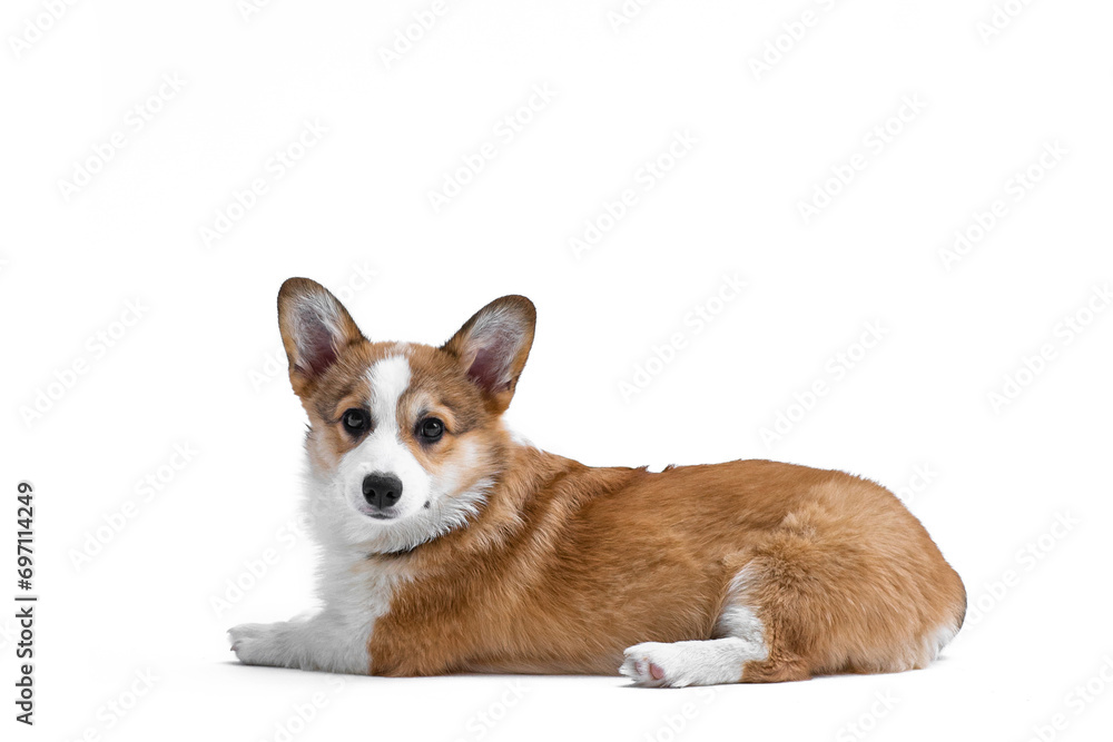 Small Pembroke Welsh Corgi puppy lies and looks at the camera, side view. Isolated on white background. Happy little dog. Concept of care, animal life, health, show, dog breed
