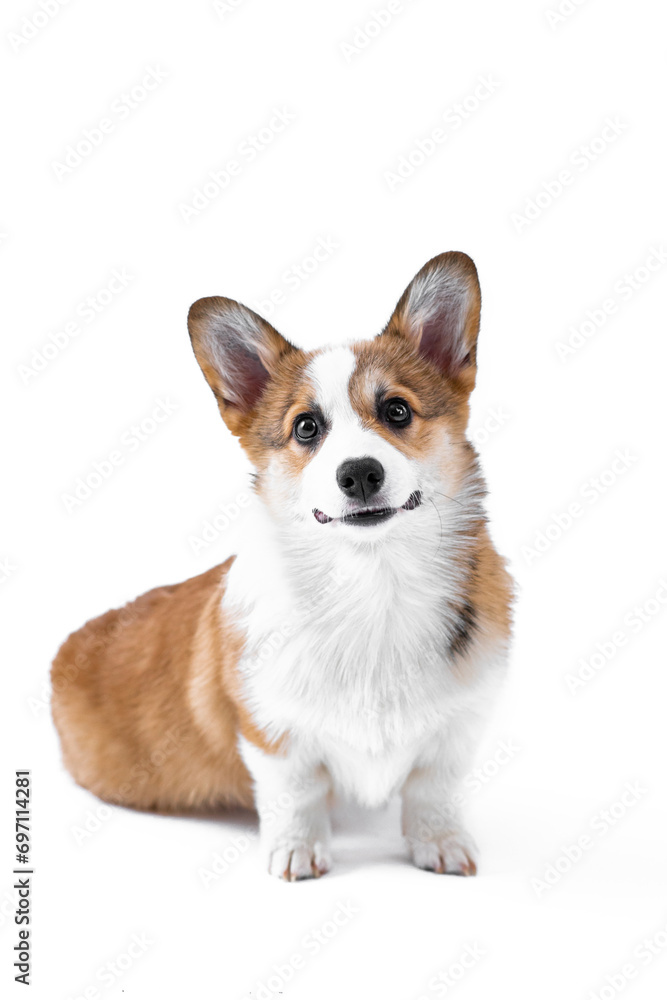 Small Pembroke Welsh Corgi puppy sits and looks at the camera. Isolated on white background. Happy little dog. Concept of care, animal life, health, show, dog breed