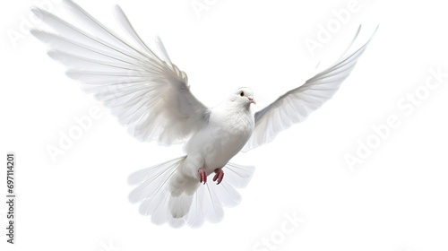 White pigeon isolated on transparent background, Generative ai. © Jyoti