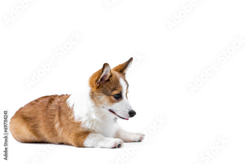 Small Pembroke Welsh Corgi puppy lies and looks to the side  biting his tongue. Isolated on white background. Happy little dog. Concept of care  animal life  health  show  dog breed