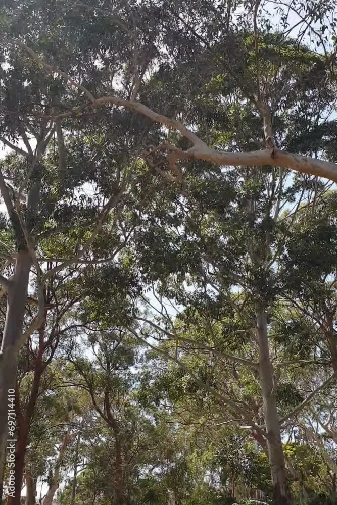 tall eucalyptus trees in the park in Sydney, Australia tall eucalyptus trees in the park in Sydney, Australia