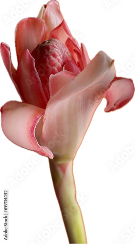 Flower torch ginger isolated