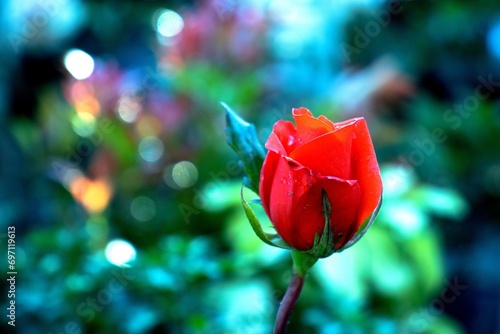 Beautiful red rose in the garden with bokeh background.