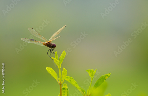 dragonfly on leaf © gina