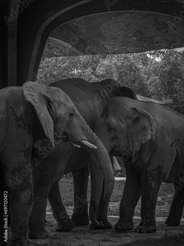 Canvas Print elephants in the zoo