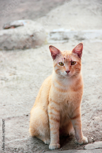 an orange stray cat is sitting © Arie