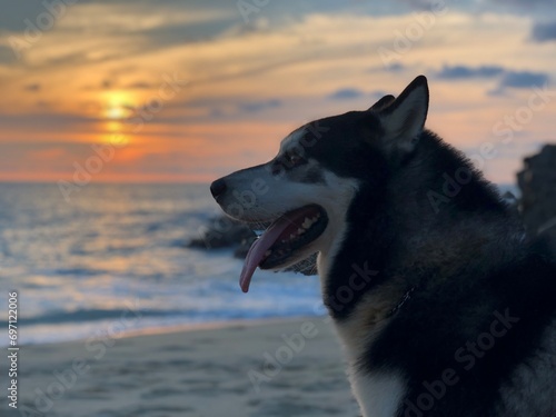 Husky en la playa