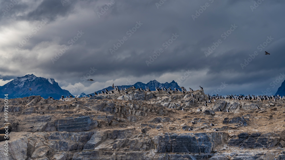 Many white and black cormorants have settled on the rocks. Several birds are flying. Snowy mountains against a cloudy sky. Argentina. Tierra del Fuego Archipelago. Patagonia
