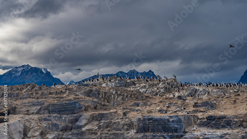 Many white and black cormorants have settled on the rocks. Several birds are flying. Snowy mountains against a cloudy sky. Argentina. Tierra del Fuego Archipelago. Patagonia