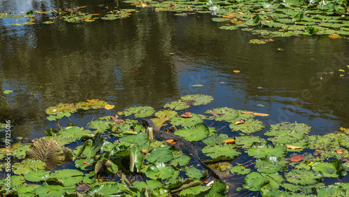 A monitor lizard swims in a tropical pond with water lilies. Around the reptile are green leaves of plants  white flowers. Reflection on calm water. Malaysia. Borneo. Kota Kinabalu