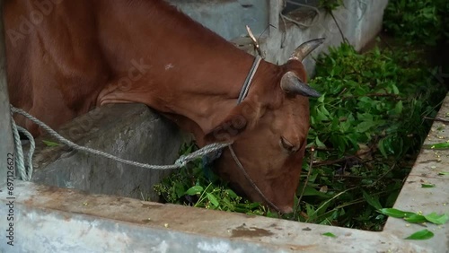 Close-up view of the head of a brown and white striped dairy cow eating various fresh grass in a breeding pen. Dairy cows raised by farmers in rural areas can produce large amounts of milk photo