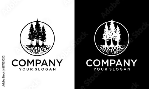 Creative Three wooden pine evergreen logo or conifer cedar coniferous cypress larch, pine tree forest vintage art Logo design vector template