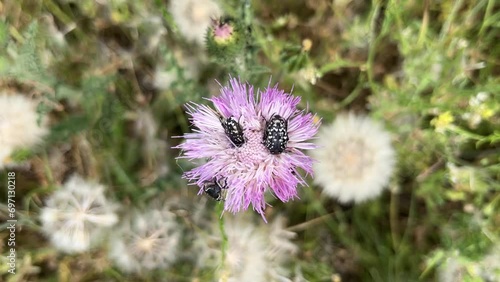 Dotted fruit chafers  (Oxythyrea pantherina) on thistle flower photo