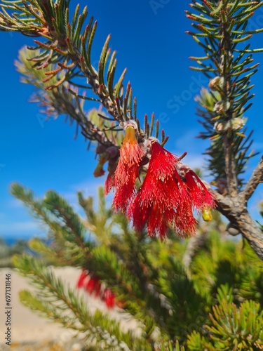 Verticordia grandis photo