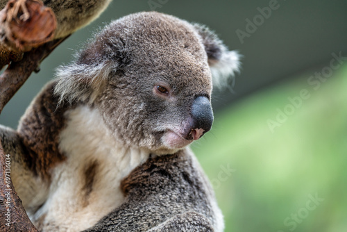 Photography koala bear sleeping