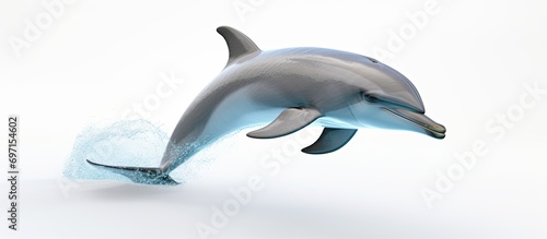 Dolphin - a clever aquatic mammal.