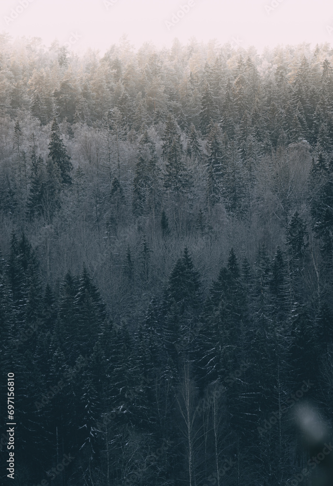 Foggy winter landscape with coniferous forest.