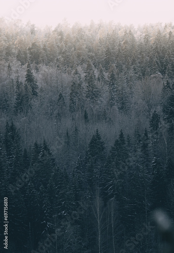 Foggy winter landscape with coniferous forest. © Cavan