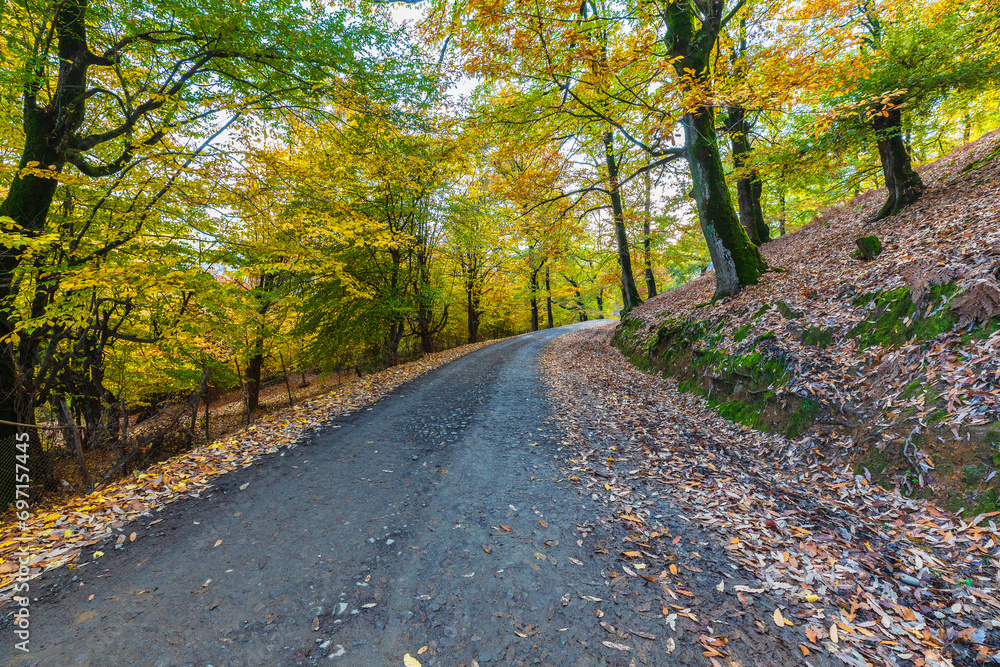 Dirt road passing through an autumn forest in the mountains Dirt road passing through an autumn forest in the mountains