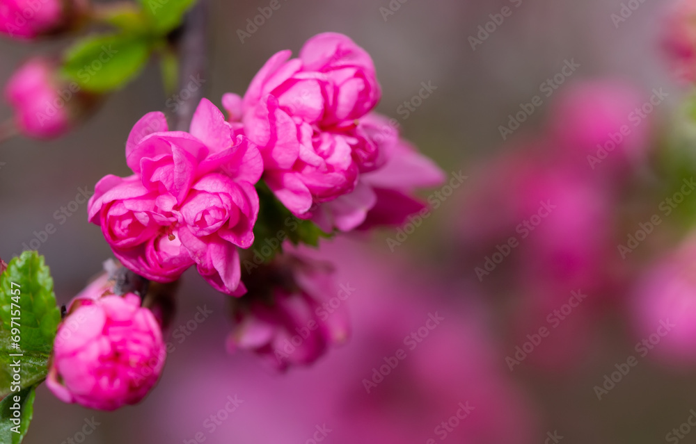 Close up of branch with bright pink flowers on background with selective blurred focus. Close up of branch with bright pink flowers on background with selective blurred focus.